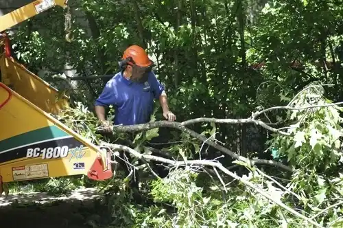 tree services Martins Ferry
